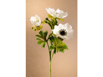 F268 W Anemone bílá sasanka výšky 56 cm od Paramit.