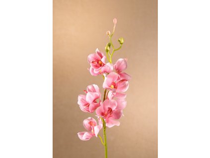 F272 P Mokara Orchid růžová orchidej výšky 49 cm od Paramit.