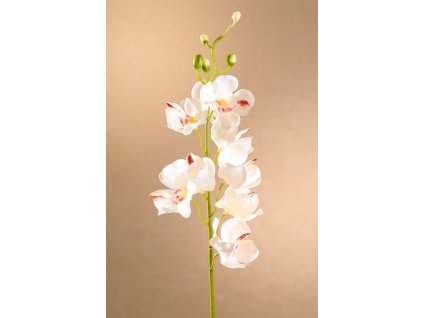 F272 W Mokara Orchid bílá orchidej výšky 49 cm od Paramit.