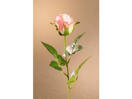 F273 P Rose Bud růžová růže výšky 55 cm od Paramit.