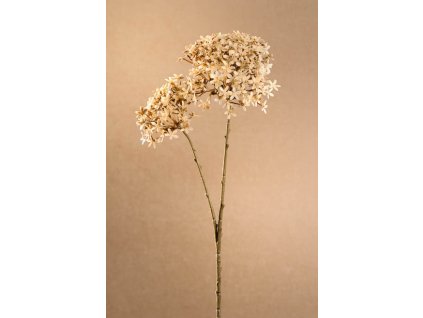 F245 C Dry Crow Flower krémová květina výšky 71 cm od Paramit.