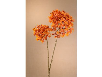 F245 O DRY CROWN FLOWER Aranžovací květina oranžová 71 cm