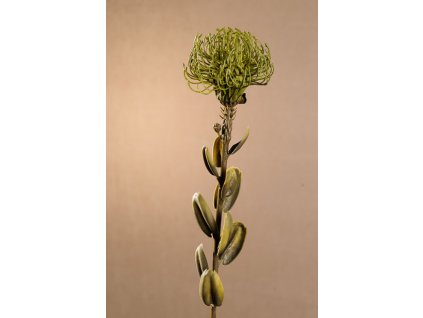 F246 G DRY SMALL PROTEA Aranžovací květina zelená 71 cm