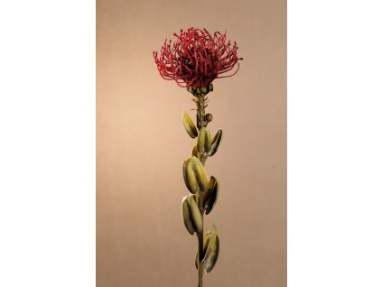 F246 R DRY SMALL PROTEA Aranžovací květina červená 61 cm