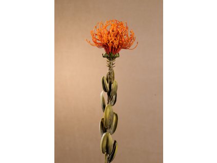 F246 O DRY SMALL PROTEA Aranžovací květina oranžová 61 cm