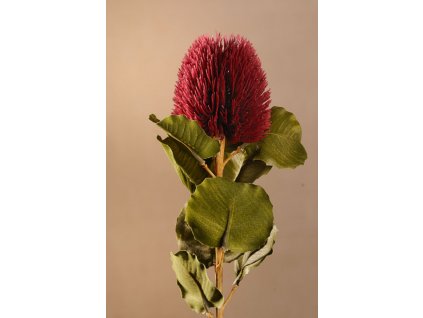 F277 R DRY SMALL BANKSIA Aranžovací květina červená 59 cm