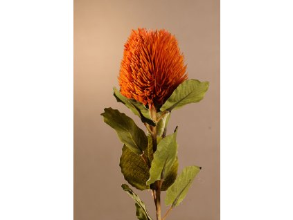 F277 O DRY SMALL BANKSIA Aranžovací květina 56 cm od Paramit