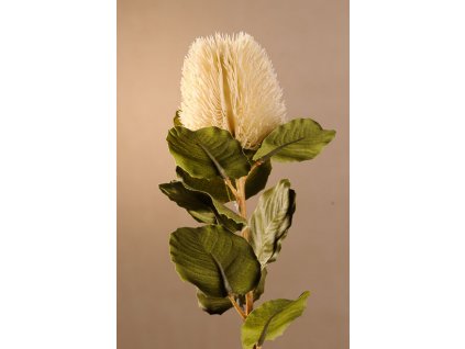 F277 W DRY SMALL BANKSIA Aranžovací květina bílá 59 cm