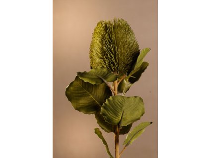 F277 G DRY SMALL BANKSIA Aranžovací květina zelená 59 cm