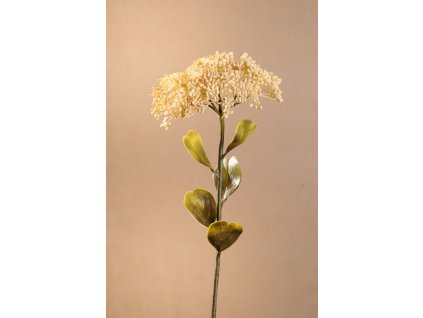 F279 W DRY FULL BLOOM SEDUM Aranžovací květina bílá 46 cm