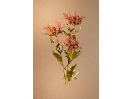 F280 p Dry Wild Sea Holly aranžovací květina růžová 67 cm