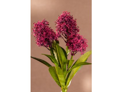 F284 R SKIMMIA vínově červená aranžovací kytka 58 cm