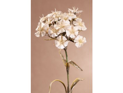 F313 W DRY DIANTHUS Aranžovací květina 55 cm bílá