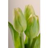 107G Francouzský umělý tulipán zelený 40 cm
