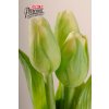 Dekorativní květina francouzský tulipán zelená - Paramit - 107G