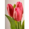 107R2 Francouzský umělý tulipán sytě červený 40 cm