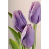 107V2 Francouzský umělý tulipán světle fialový 40 cm
