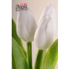 Dekorativní květina francouzský tulipán světle bílá - Paramit - 107W1