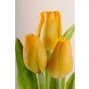 107Y Francouzský umělý tulipán žlutý 40 cm