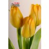 Dekorativní květina francouzský tulipán žlutá - Paramit - 107Y