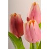 107A2 Umělý tulipán tmavě broskvový 40 cm