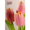 107A2 Francouzský tulipán tmavě broskvová 40 cm