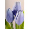 107B1 Francouzský tulipán světle modrý 40 cm