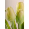 107G1 Francouzský umělý tulipán světle zelený 40 cm