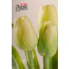107G1 Francouzský tulipán světle zelený 40cm