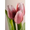 107P4 Francouzský umělý tulipán tmavě růžovo bílý 40 cm