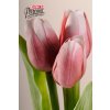 107P4 Francouzský tulipán tmavě růžovo bilý 40cm