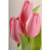 107P5 Francouzský umělý tulipán pastelově růžový 40 cm