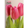 107R6 Francouzský tulipán červeno růžový 40cm