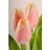 107A Umělý tulipán broskový 40 cm
