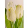 107Y3 Francouzský umělý tulipán pastelově žlutý 40 cm