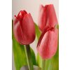107R1 Francouzský umělý tulipán červený 40 cm