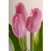 107P8 Francouzský umělý tulipán růžovo bílý 40 cm