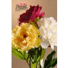 F259 Blooming peony Krásné pivoňky ve vínové, žluté a bílé barvě od Paramit