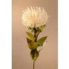 F257 W Dry Protea bílé barvy výšky 73 cm od Paramit.