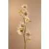 F258 C Dry Mini Xanthium krémová řepeň výšky 53 cm od Paramit.
