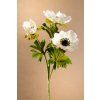 F268 W Anemone bílá sasanka výšky 56 cm od Paramit.