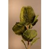 F277 G DRY SMALL BANKSIA Aranžovací květina zelená 59 cm