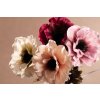 F310 DRY SINGLE ANEMONE aranžovací květiny krémová, růžová, červená a bílá