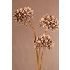 F412 C Dry Mini Allium 60 cm krémová