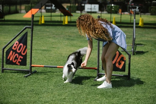 Agility pro psy: Zábava, výzva a společný pohyb