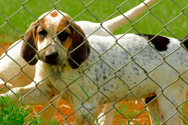 Pes Anglický Foxhound - Kompletní přehled o plemeni
