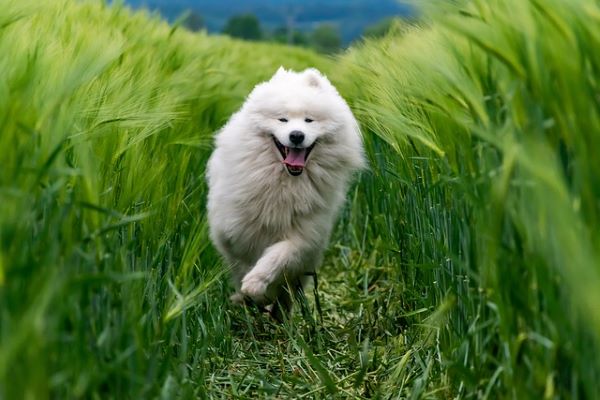 Samojed - zdraví, krmení a péče o srst
