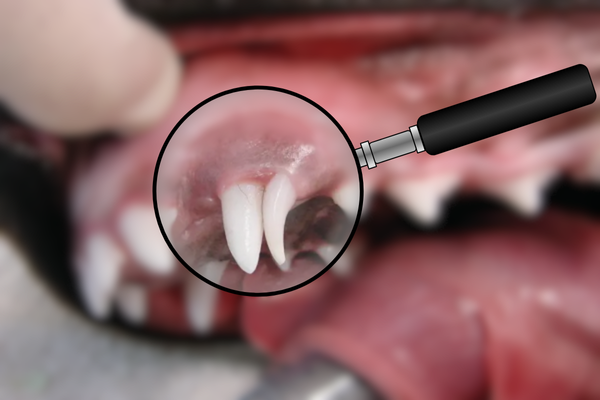 🦷 Dentální anomálie u psů: Co znamenají chybějící nebo zdvojené zuby?