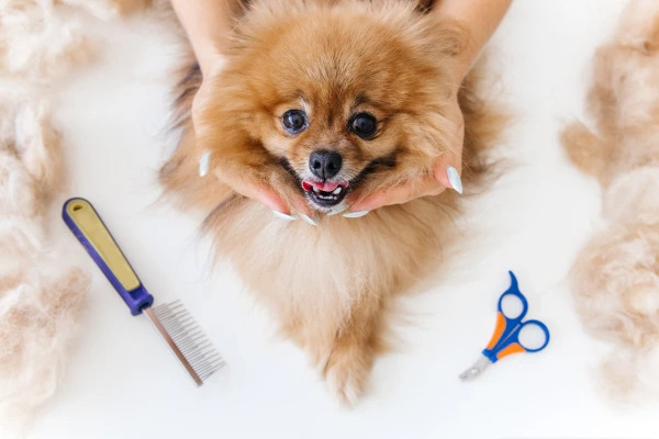 Péče o srst a hygienu psa: Jak na stříhání, koupání a čištění