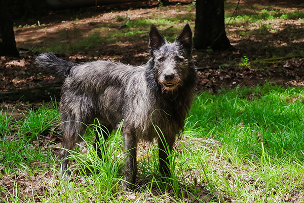 Ardenský honácký pes (Bouvier des Ardennes) - kompletní přehled o plemeni